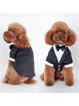 За домашните любимци